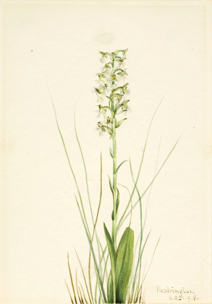 Trasig fransorchida (Habenaria lacera) av Mary Vaux Walcott