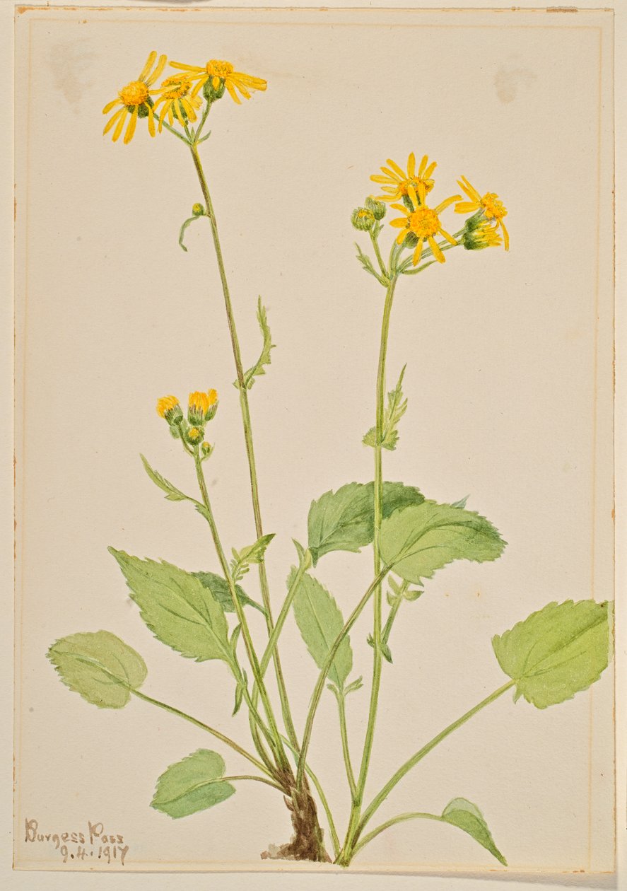 Käringtand (Senecio burkei) av Mary Vaux Walcott