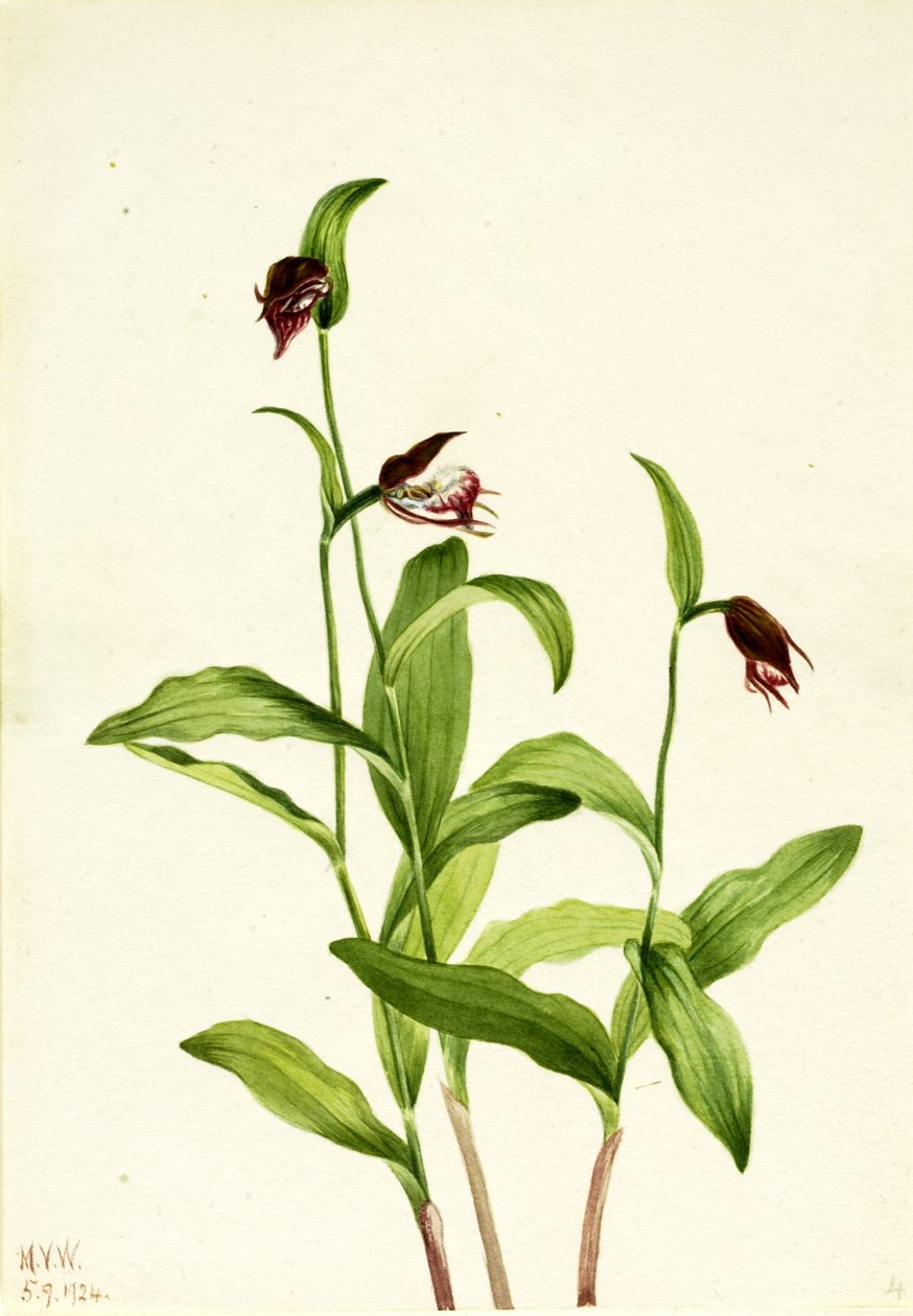 Ramslöken Jungfru Marie nycklar (Cypripedium arietinum) av Mary Vaux Walcott