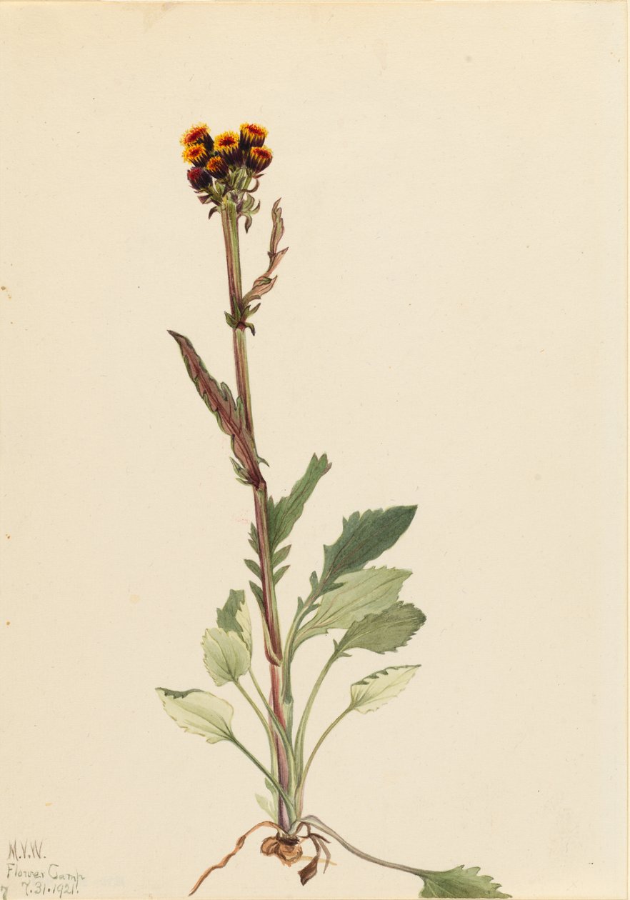 Strålningsfri jordtistel (Senecio pauciflorus) av Mary Vaux Walcott