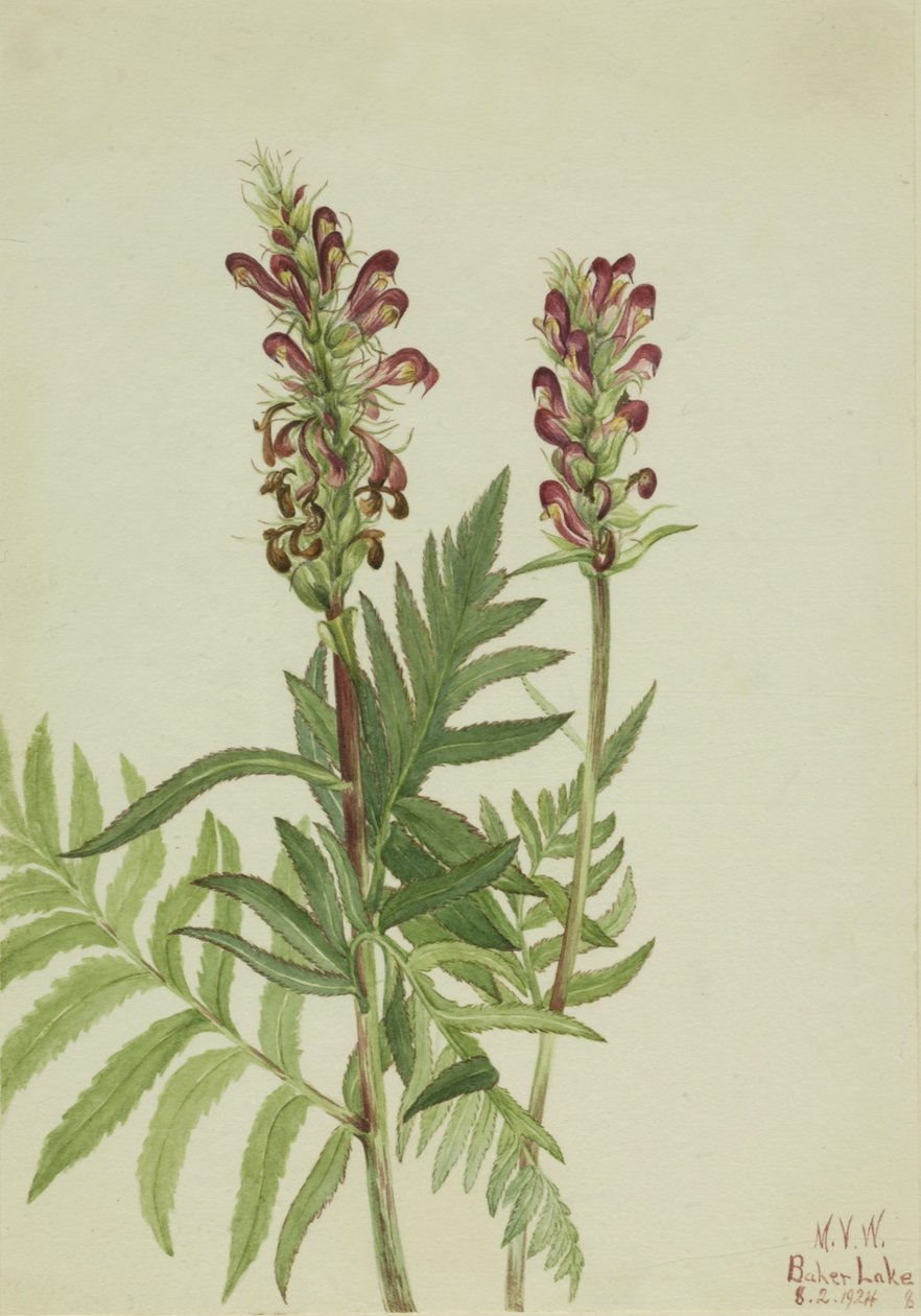 Röd hjälm (Pedicularis bracteosa) av Mary Vaux Walcott