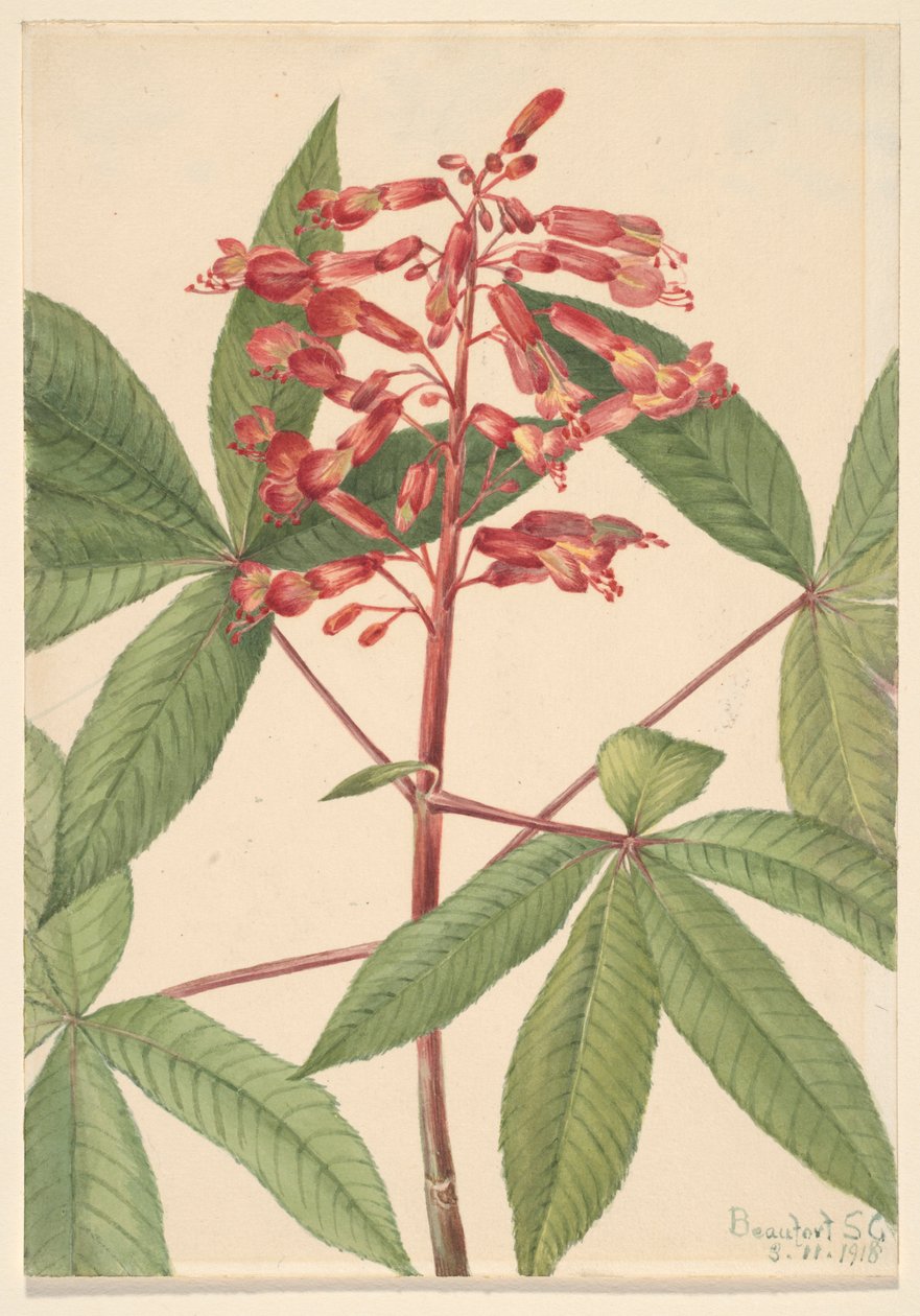 Röd buckeye (Aesculus pavia) av Mary Vaux Walcott