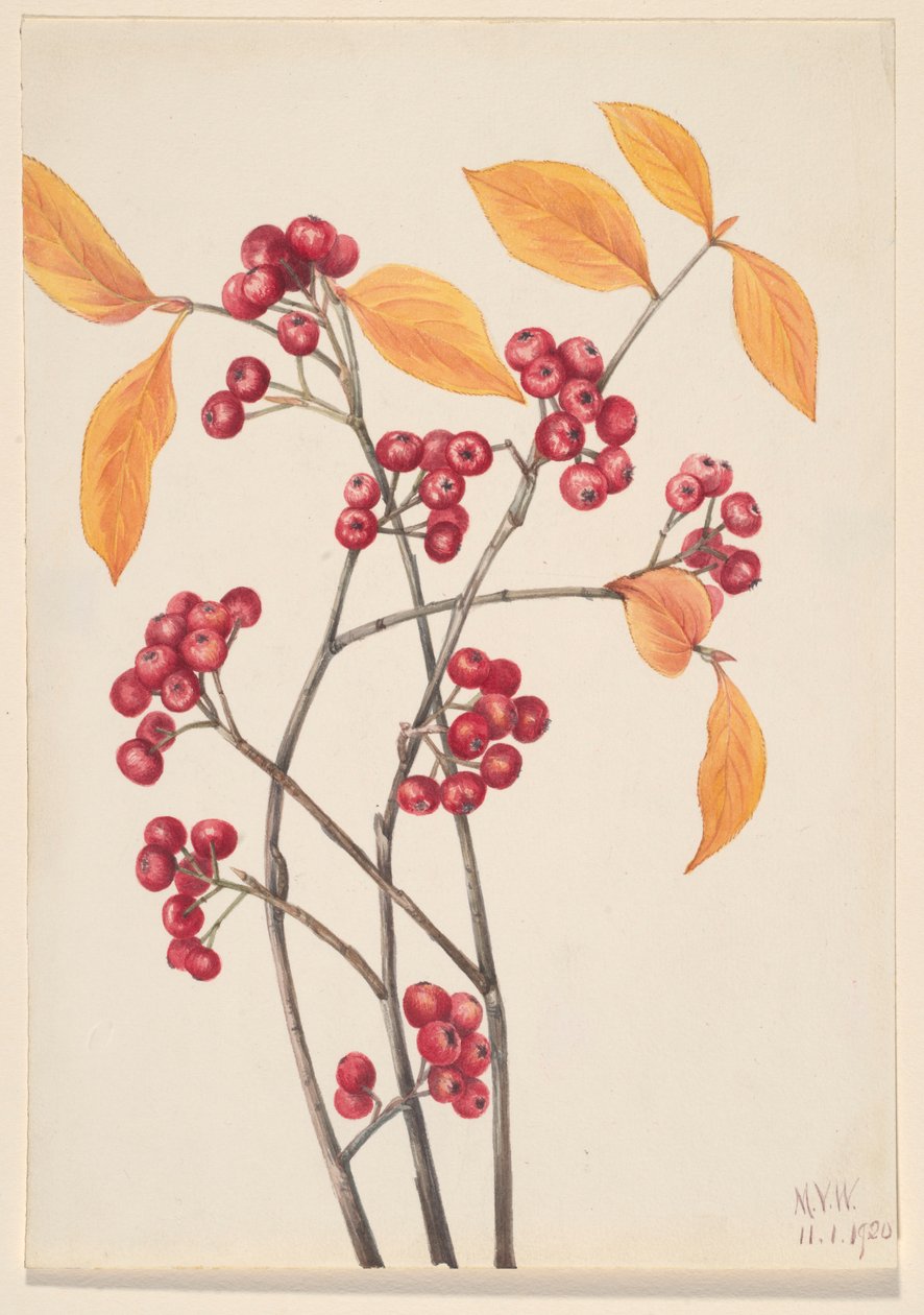 Röda aronia (Aronia arbutifolia) av Mary Vaux Walcott