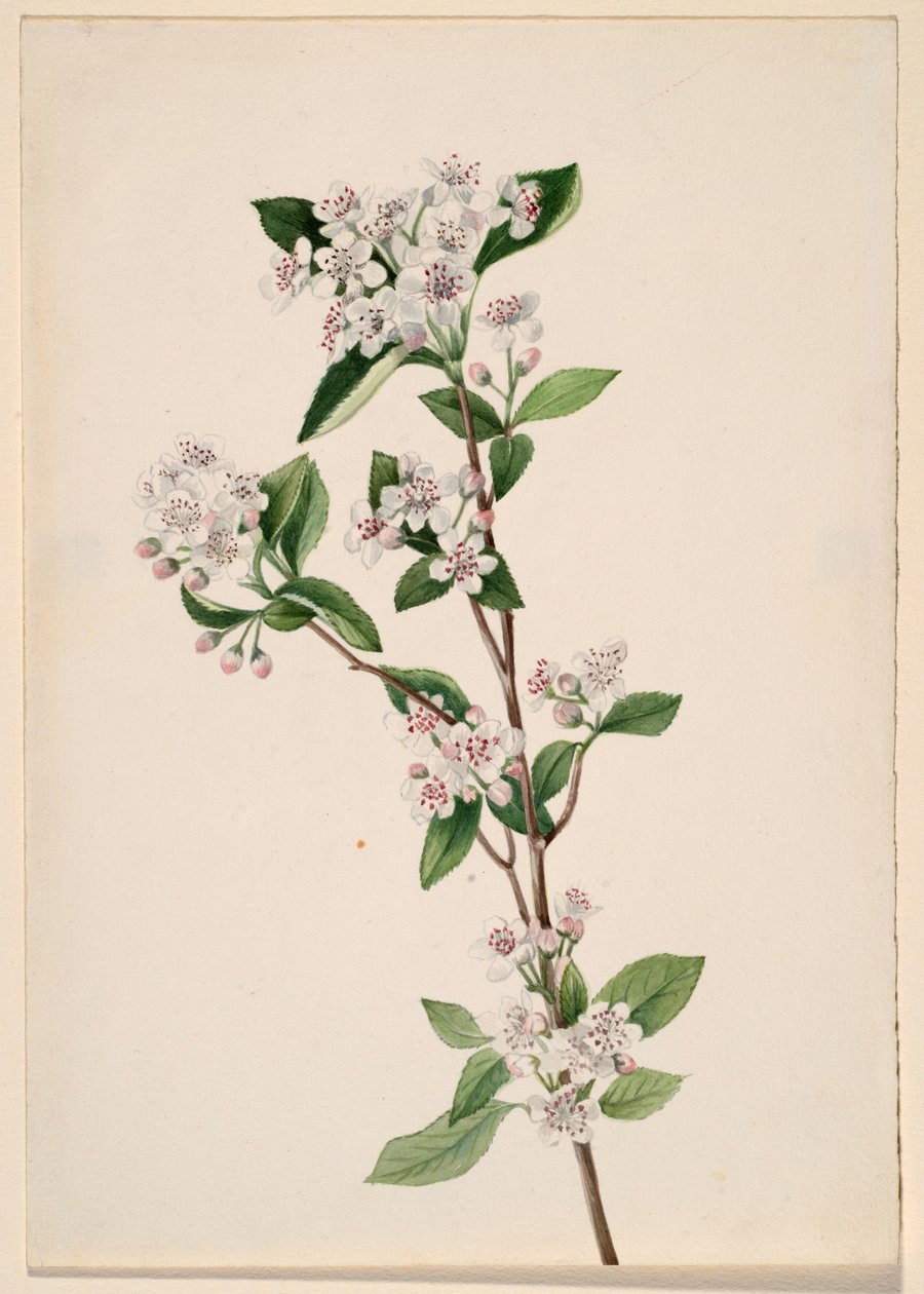 Röda aronia (Aronia arbutifolia) av Mary Vaux Walcott