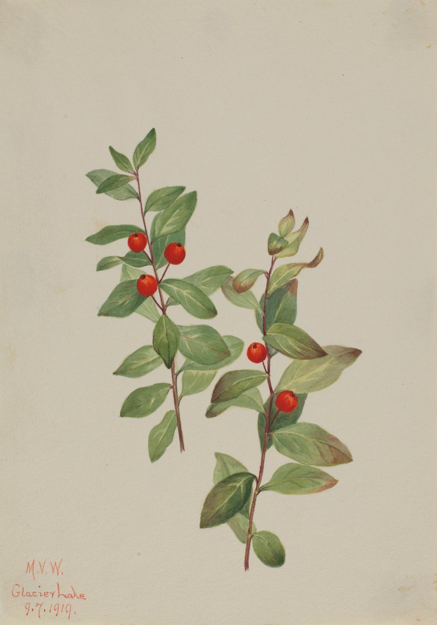 Red Comandra (Comandra livida) av Mary Vaux Walcott