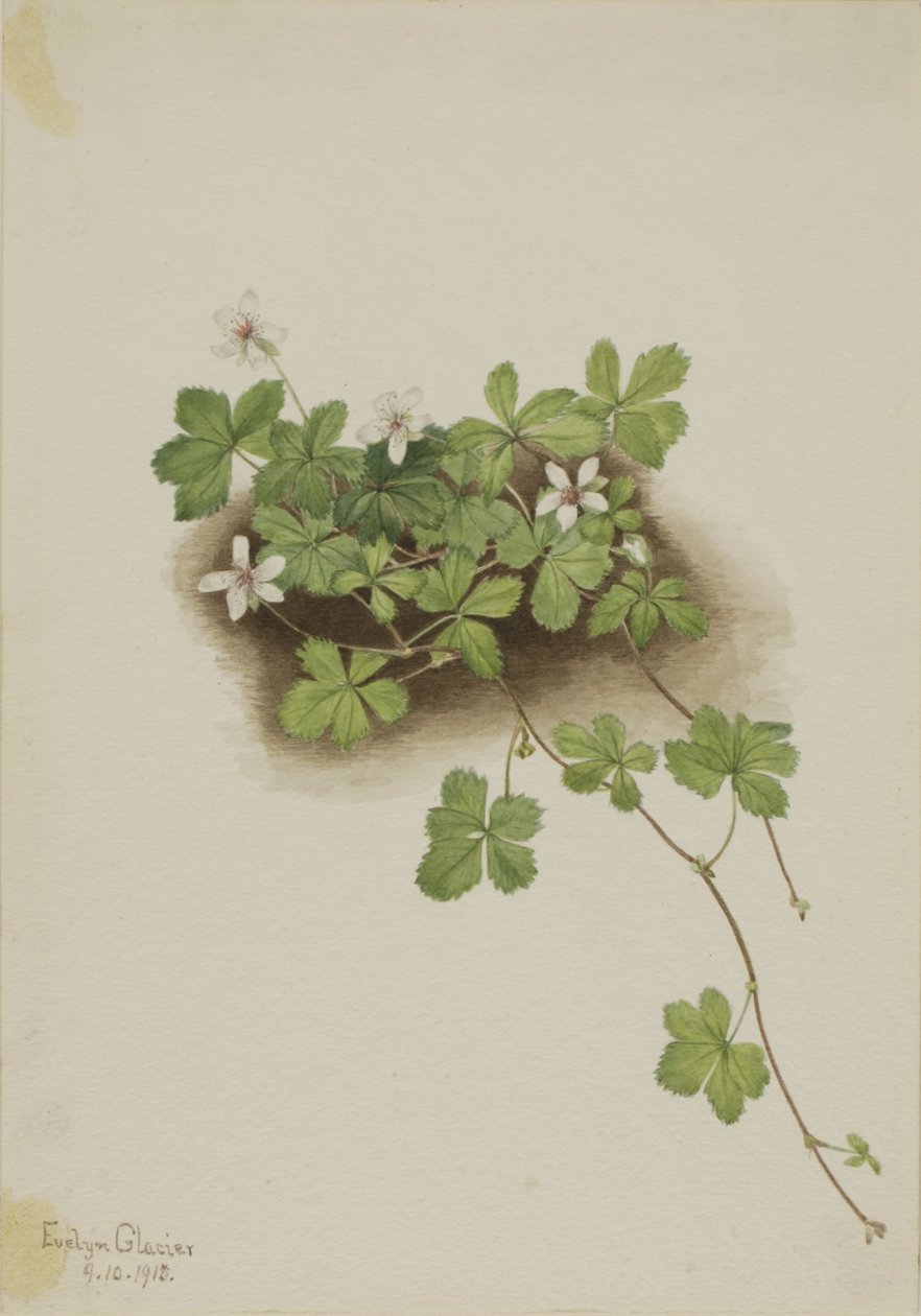 Röda daggbär (Rubus pedatus) av Mary Vaux Walcott