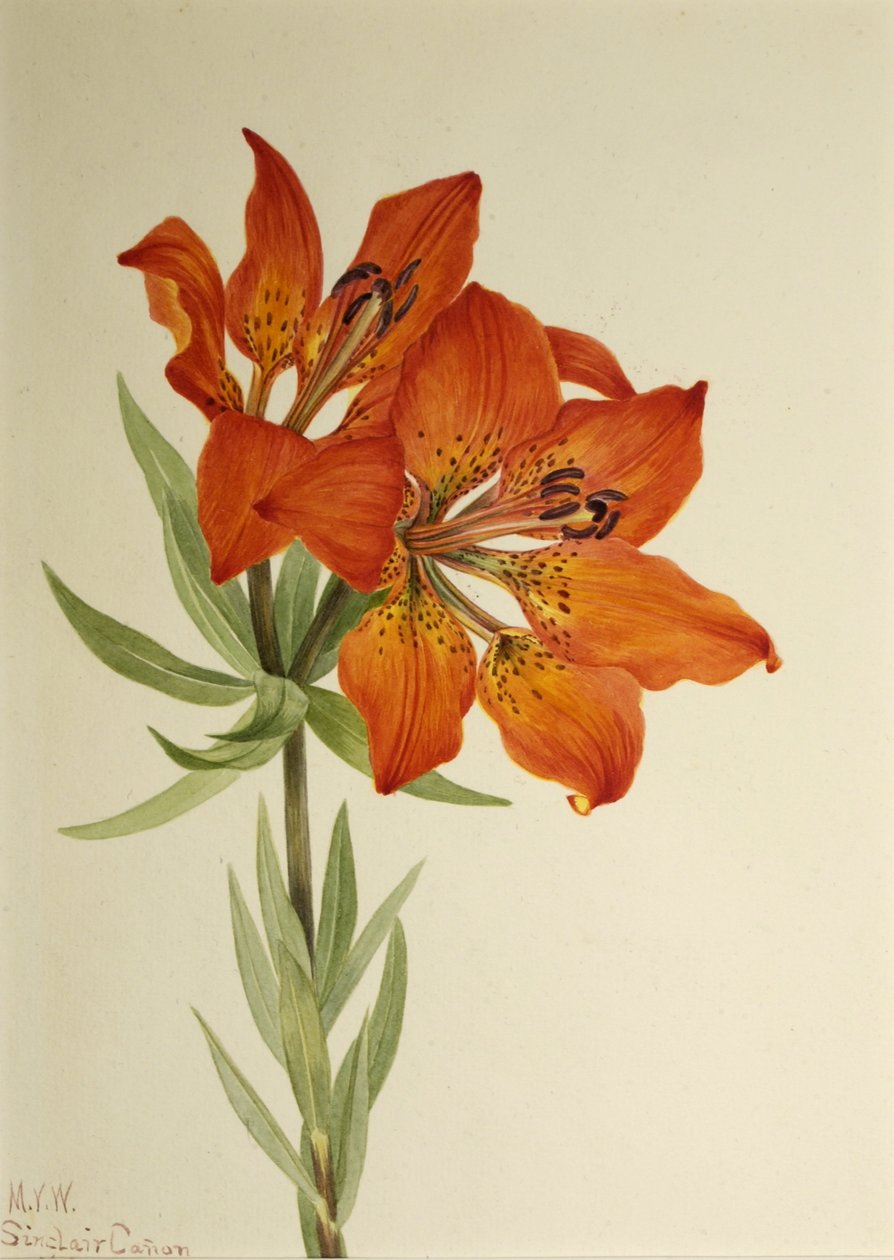 Röd lilja (Lilium montanum) av Mary Vaux Walcott