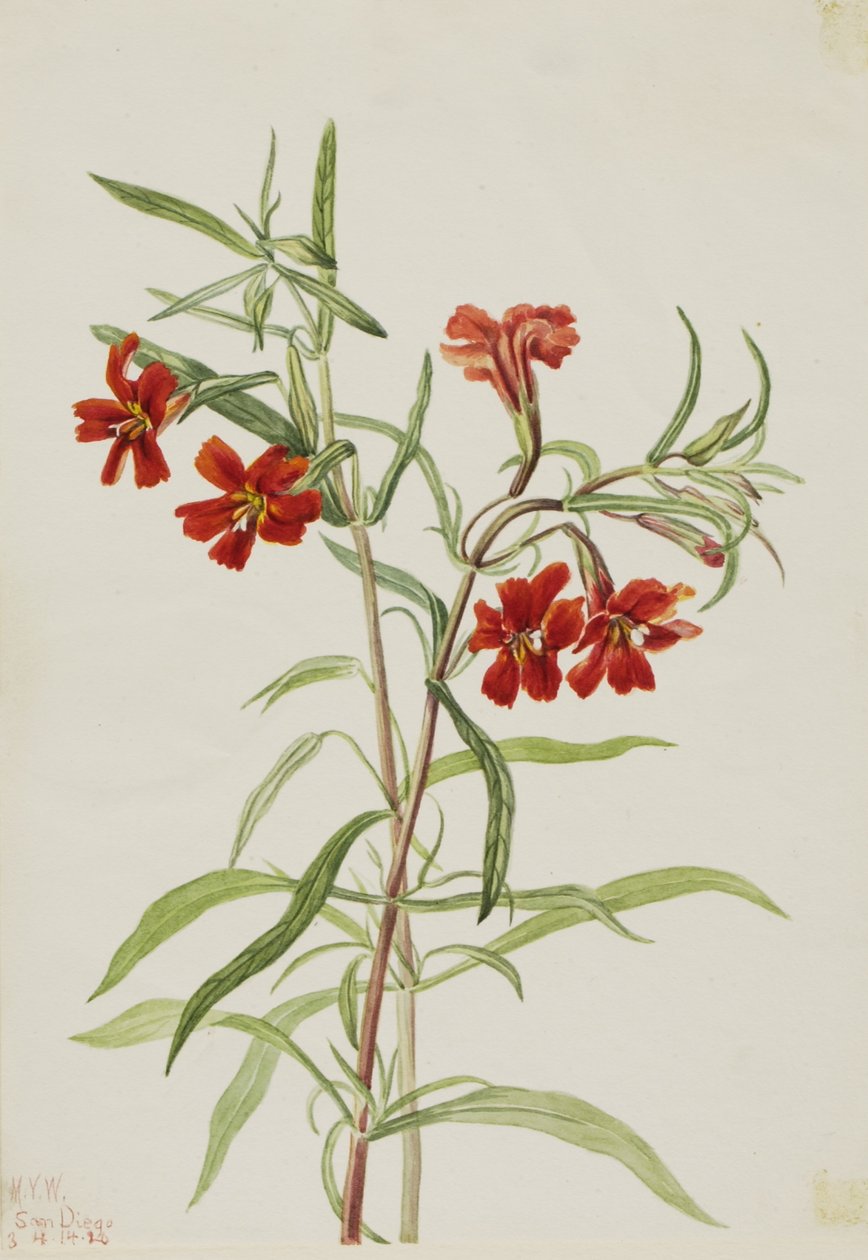 Röd apblomster (Diplaucus puniceus) av Mary Vaux Walcott