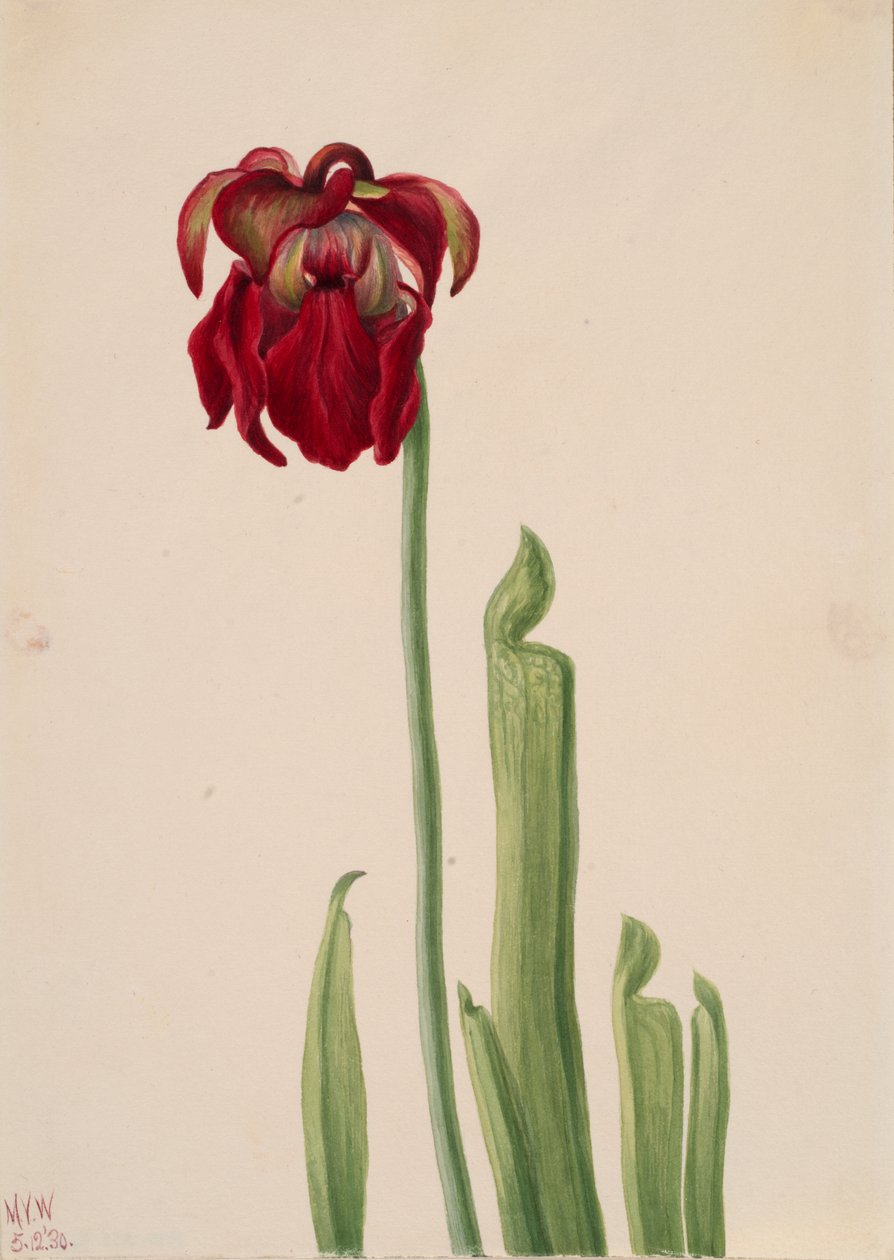 Röd kanna Sarracenia jonesii, 1930. av Mary Vaux Walcott
