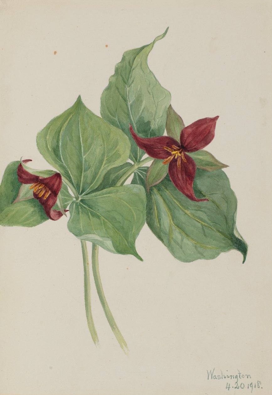 Röd trillium (Trillium erectum) av Mary Vaux Walcott