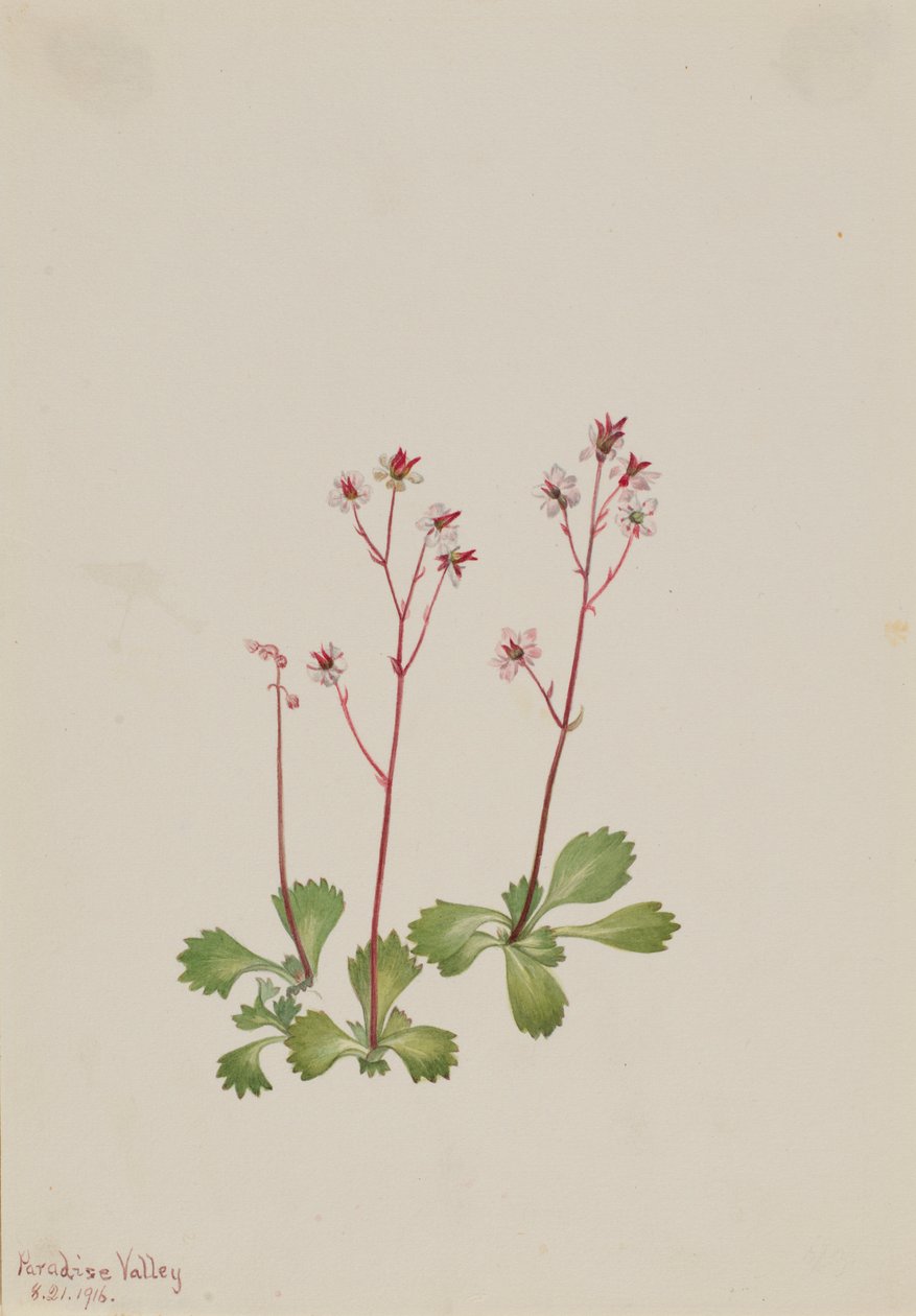 Saxifrage med röd stjälk (Saxifraga lyallii) av Mary Vaux Walcott