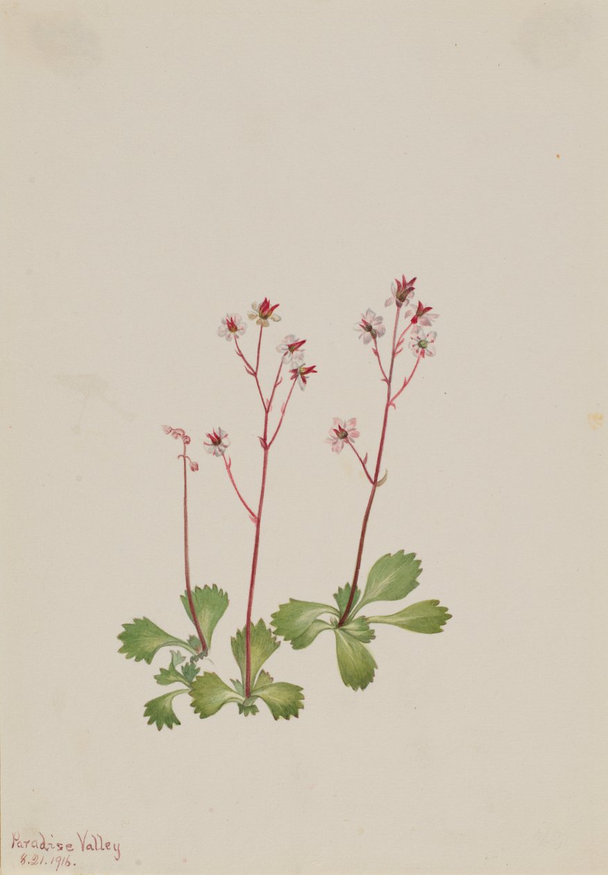 Rödstammens saxifrage Saxifraga lyallii, 1916. av Mary Vaux Walcott