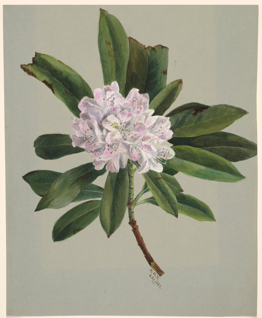 Rhododendron (Rhododendron maximum) av Mary Vaux Walcott