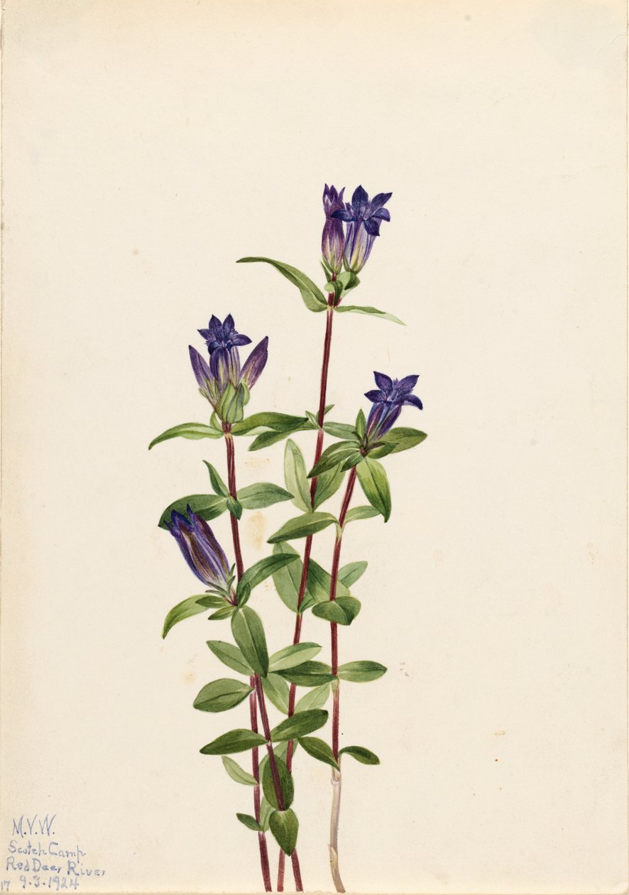 Flodbanksgentiana (Gentiana affinis) av Mary Vaux Walcott