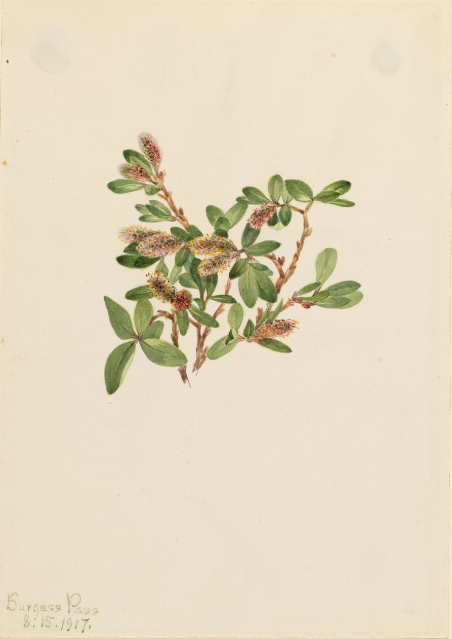 Stenpil (Salix petrophila) av Mary Vaux Walcott
