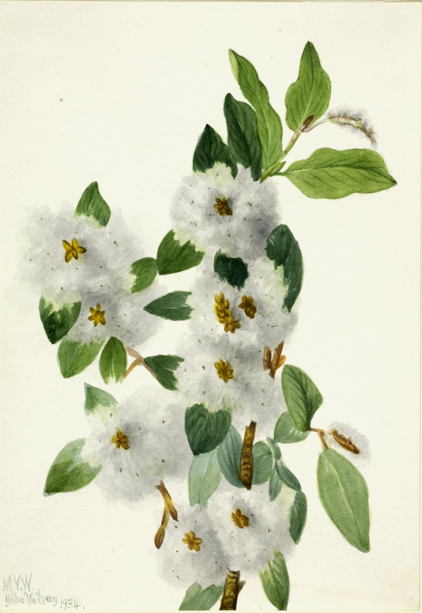 Stenpil (Salix vestita) av Mary Vaux Walcott