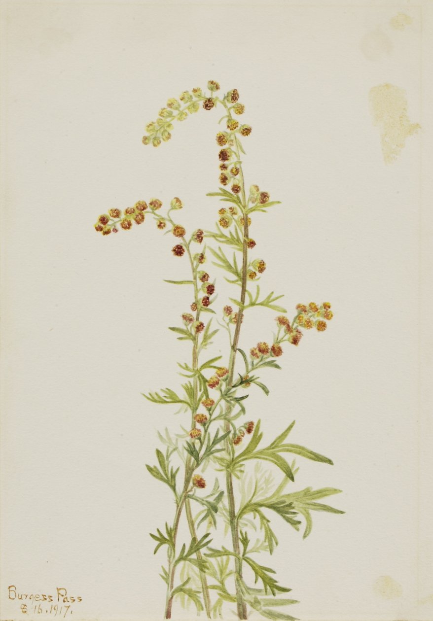 Stenmalört (Artemisia discolor) av Mary Vaux Walcott