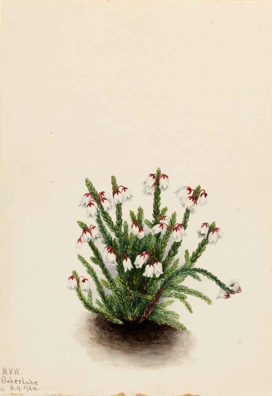 Cassiope från Klippiga bergen (Cassiope mertensiana) av Mary Vaux Walcott
