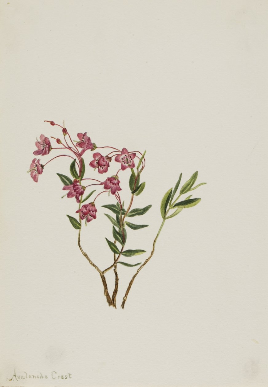 Kalmia från Klippiga bergen (Kalmia microphylla) av Mary Vaux Walcott