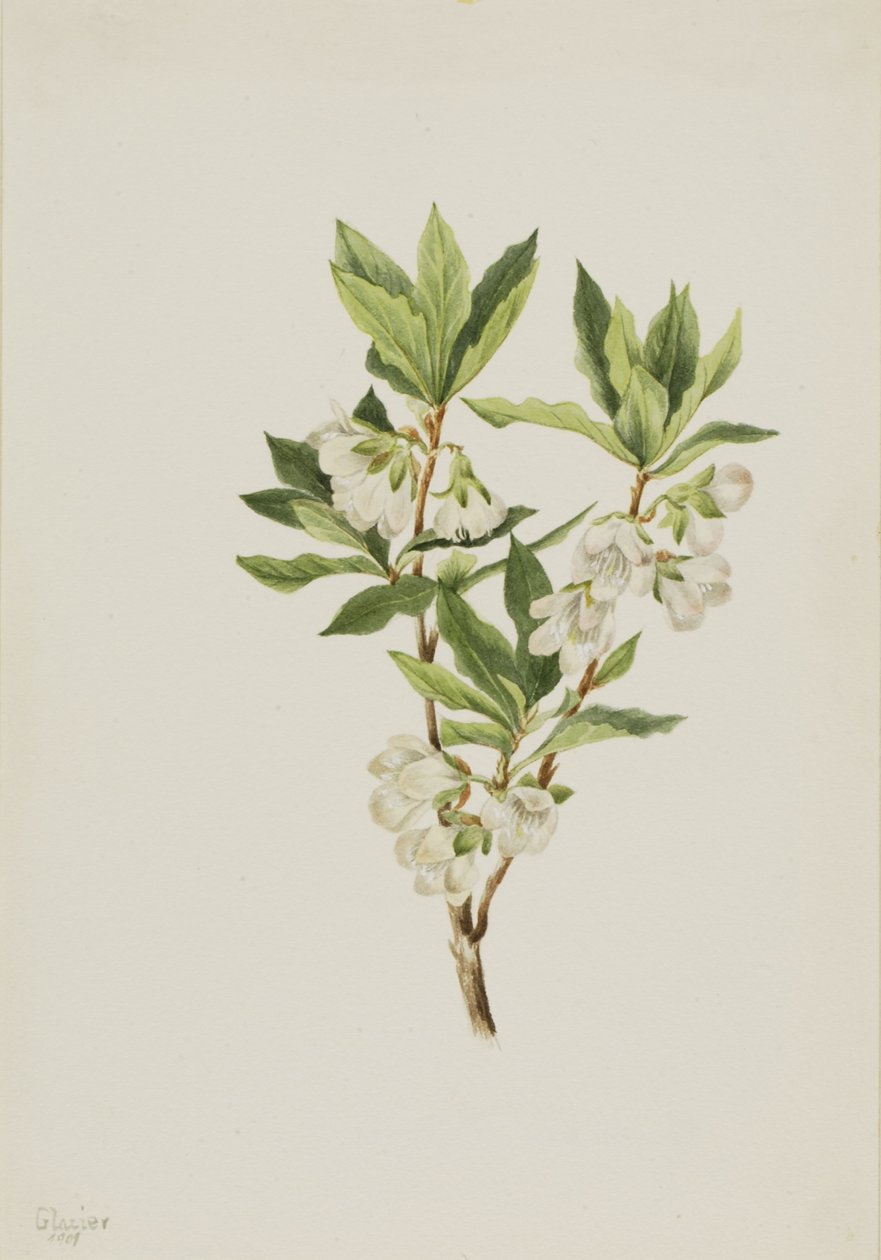 Rhododendron från Klippiga bergen (Rhododendron albiflorum) av Mary Vaux Walcott