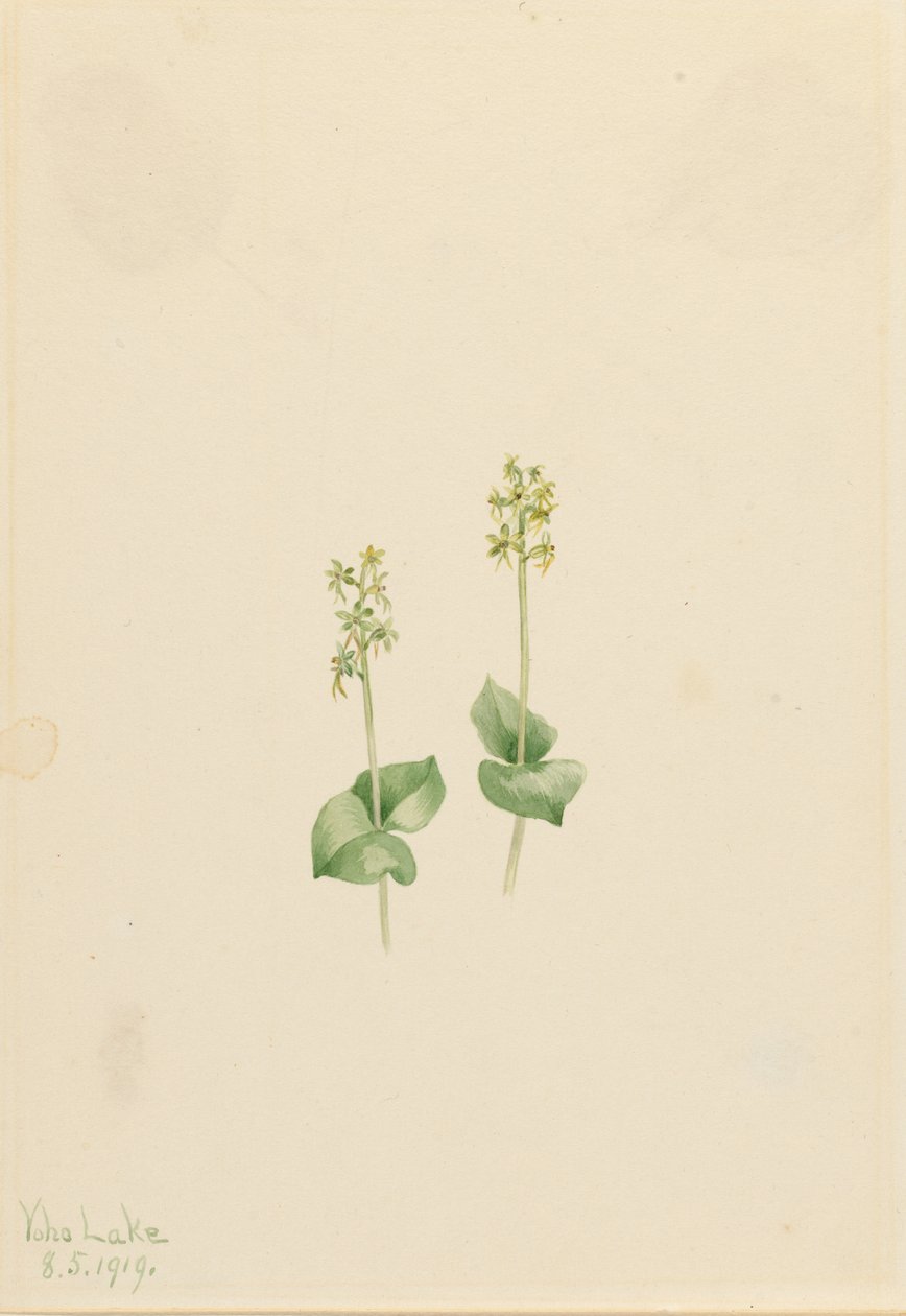 Klippig bergsblad (Ophrys necrophylla) av Mary Vaux Walcott