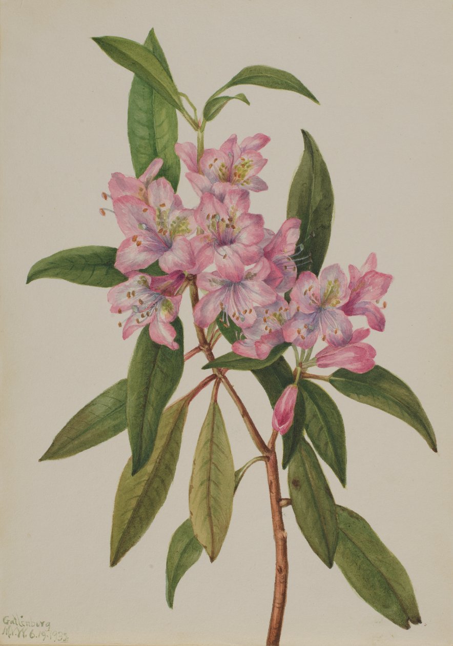 Rose-Bay Rhododendron Rhododendron carolinianum, 1932. av Mary Vaux Walcott