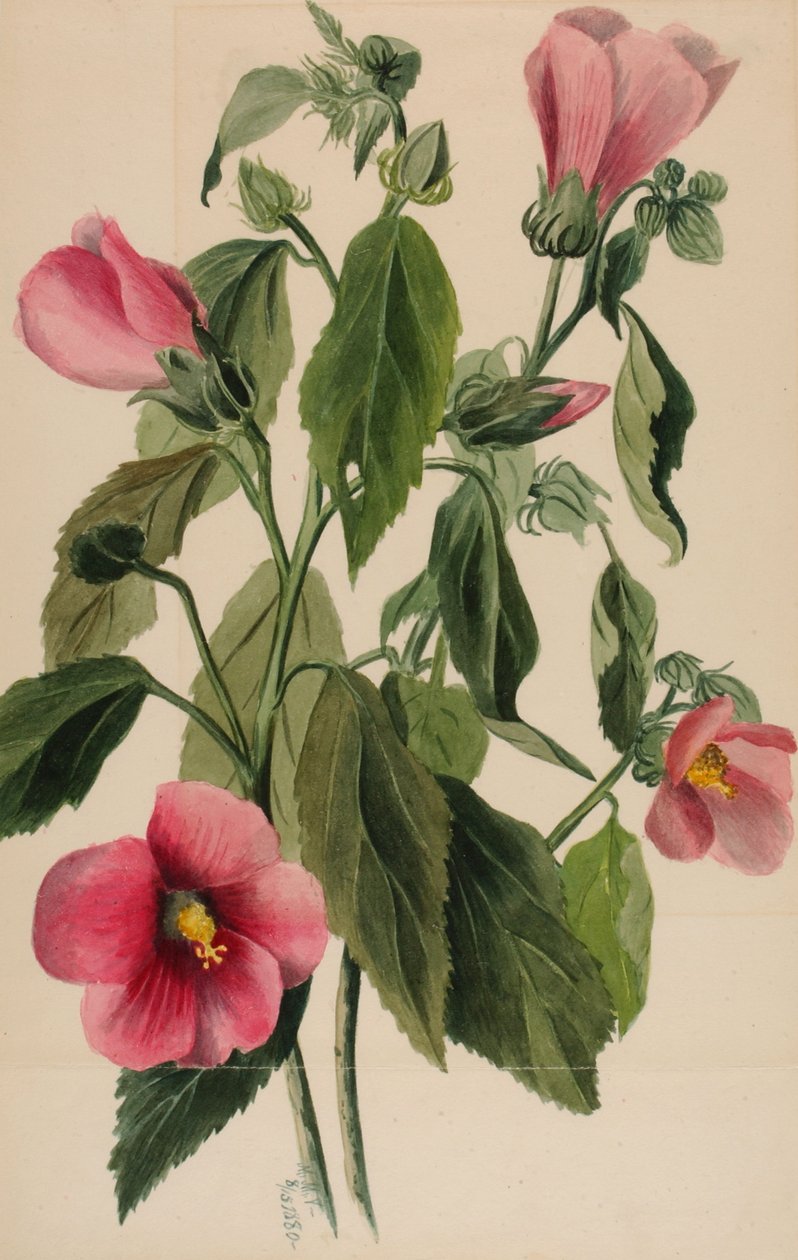 Rose Gentian lördagshörna, 1880 av Mary Vaux Walcott