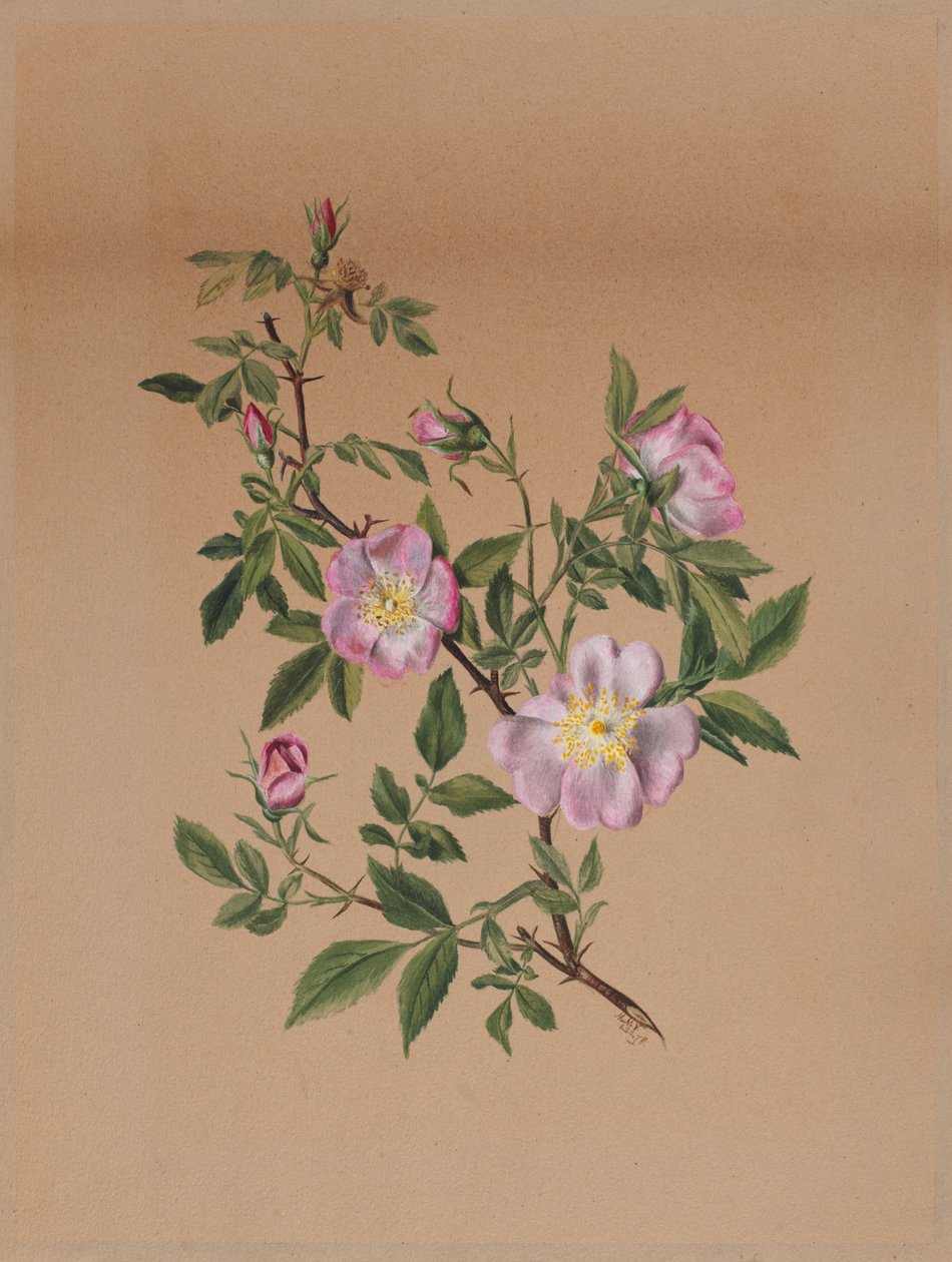 Rosenmalva (Hibiscus moscheutos) av Mary Vaux Walcott