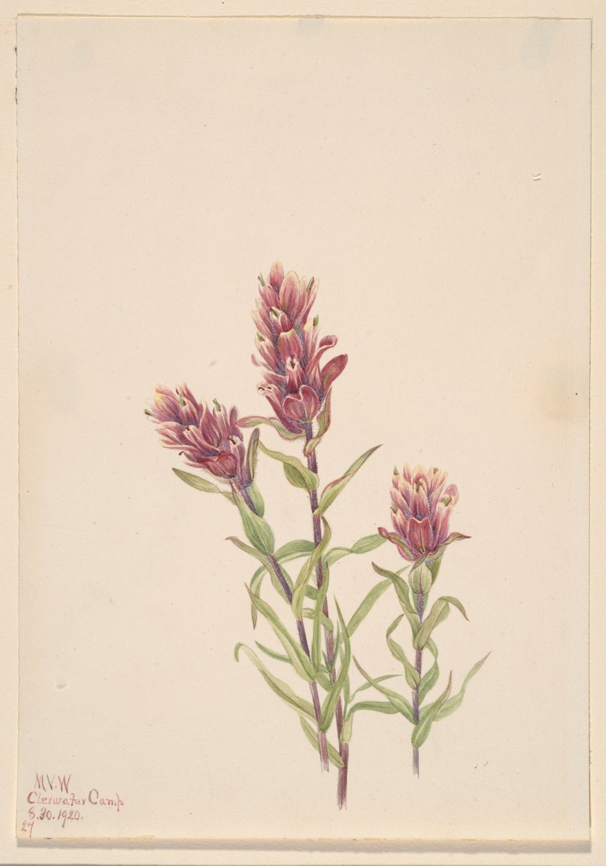 Rosa pensel (Castilleja pallida) av Mary Vaux Walcott