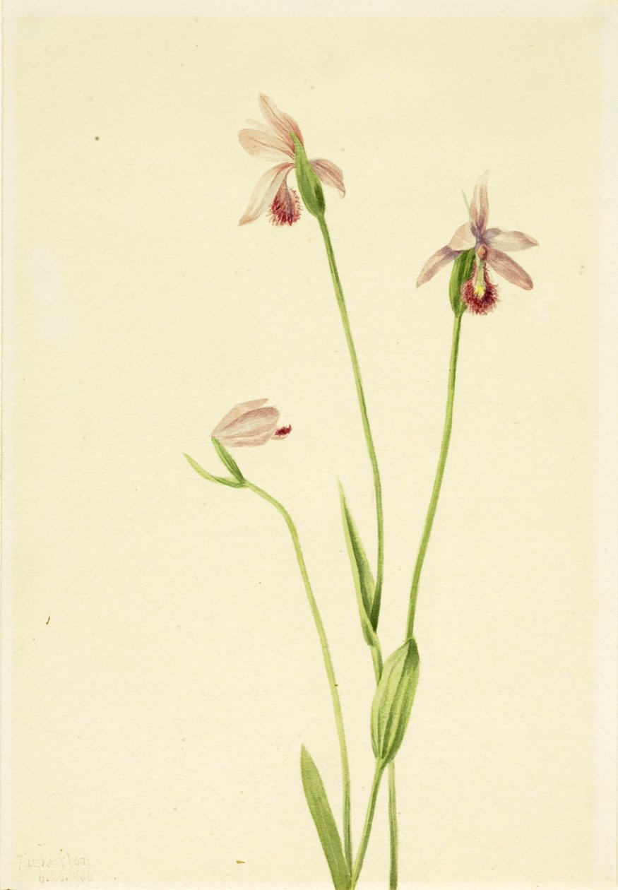 Pogoniarosor (Pogonia ophioglossoides) av Mary Vaux Walcott
