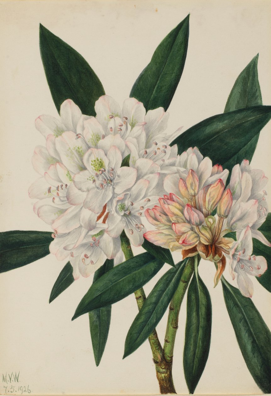 Rosebay Rhododendron (Rhododendron maximum) av Mary Vaux Walcott