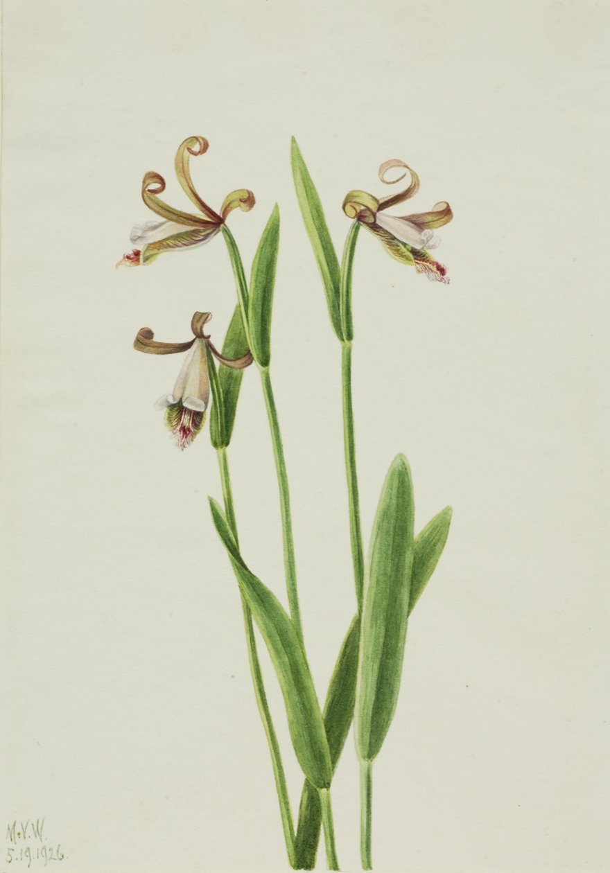 Rosebud Orchid Pogonia Dewarikat, 1926. av Mary Vaux Walcott