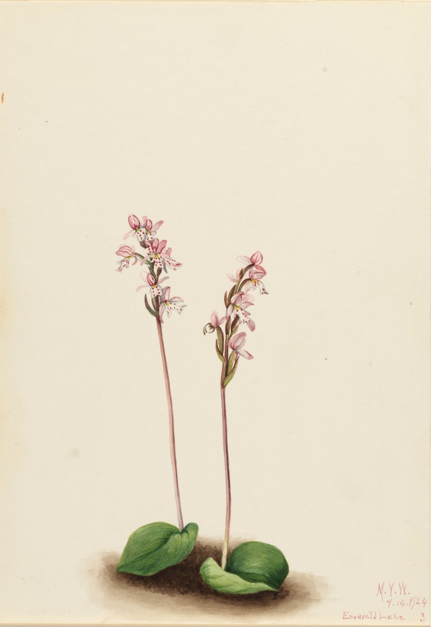 Rundbladig orkidé (Orchis rotundifolia) av Mary Vaux Walcott