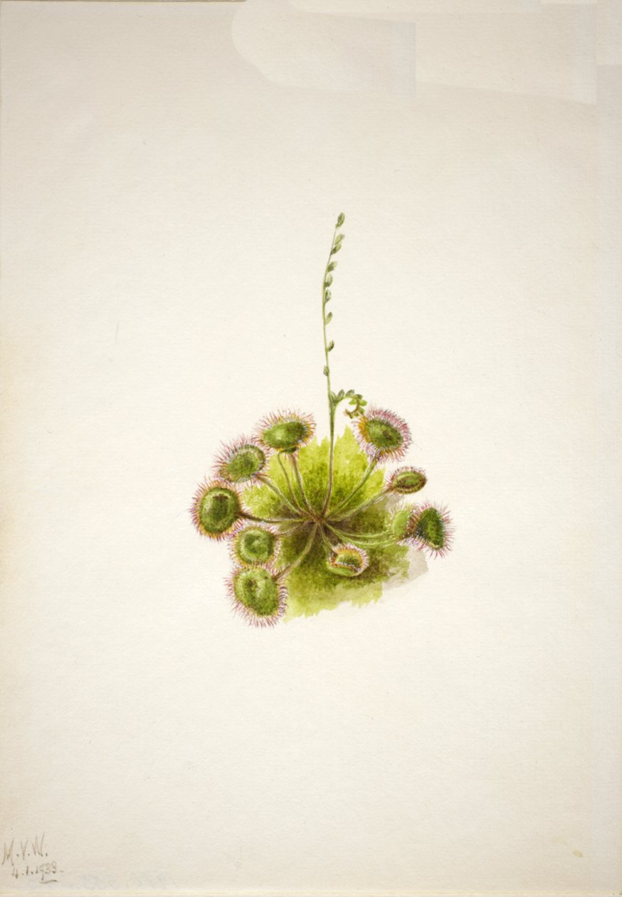 Rundbladig soldagg Drosera rotundifolia, 1933. av Mary Vaux Walcott