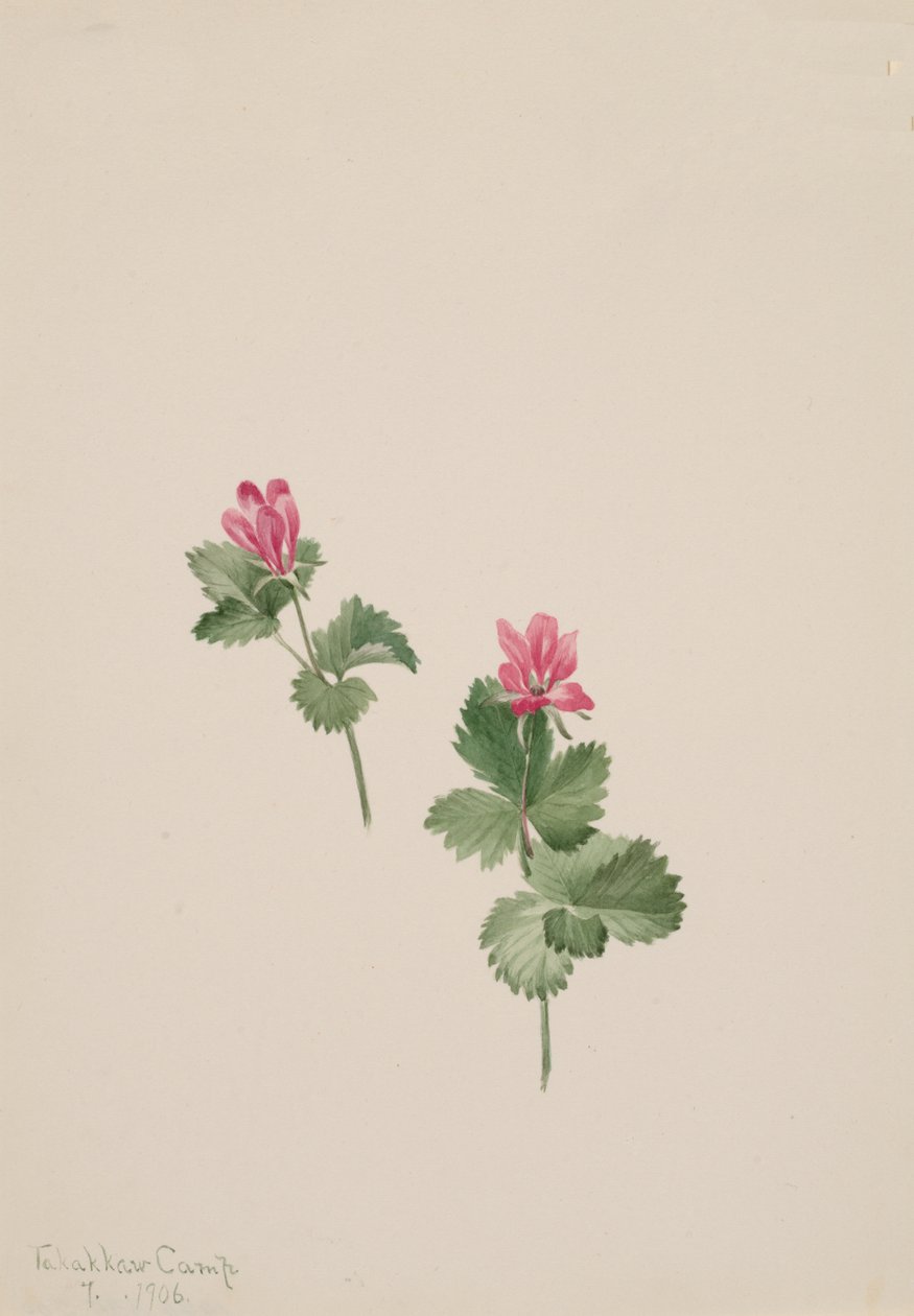 Arctic bush, 1881. av Mary Vaux Walcott