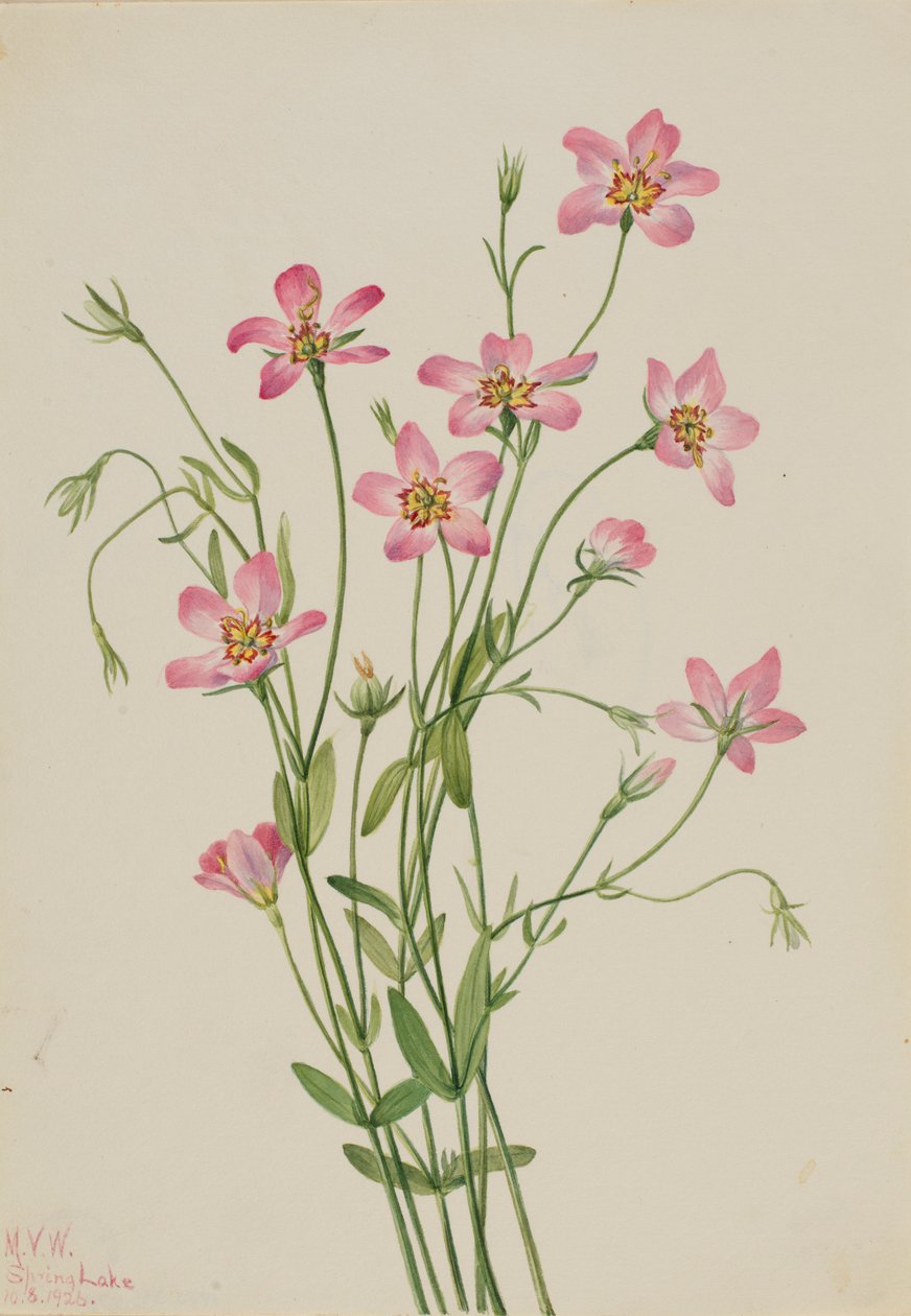 Saltmarsk Rosengren (Sabbatia stellaris) av Mary Vaux Walcott
