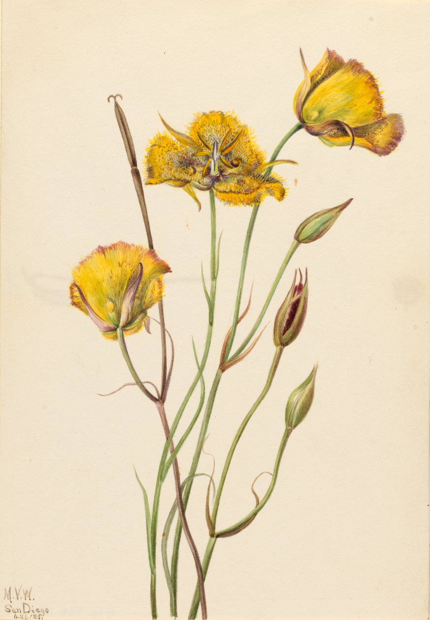 San Diego mariposa (Calochortus weedii) av Mary Vaux Walcott