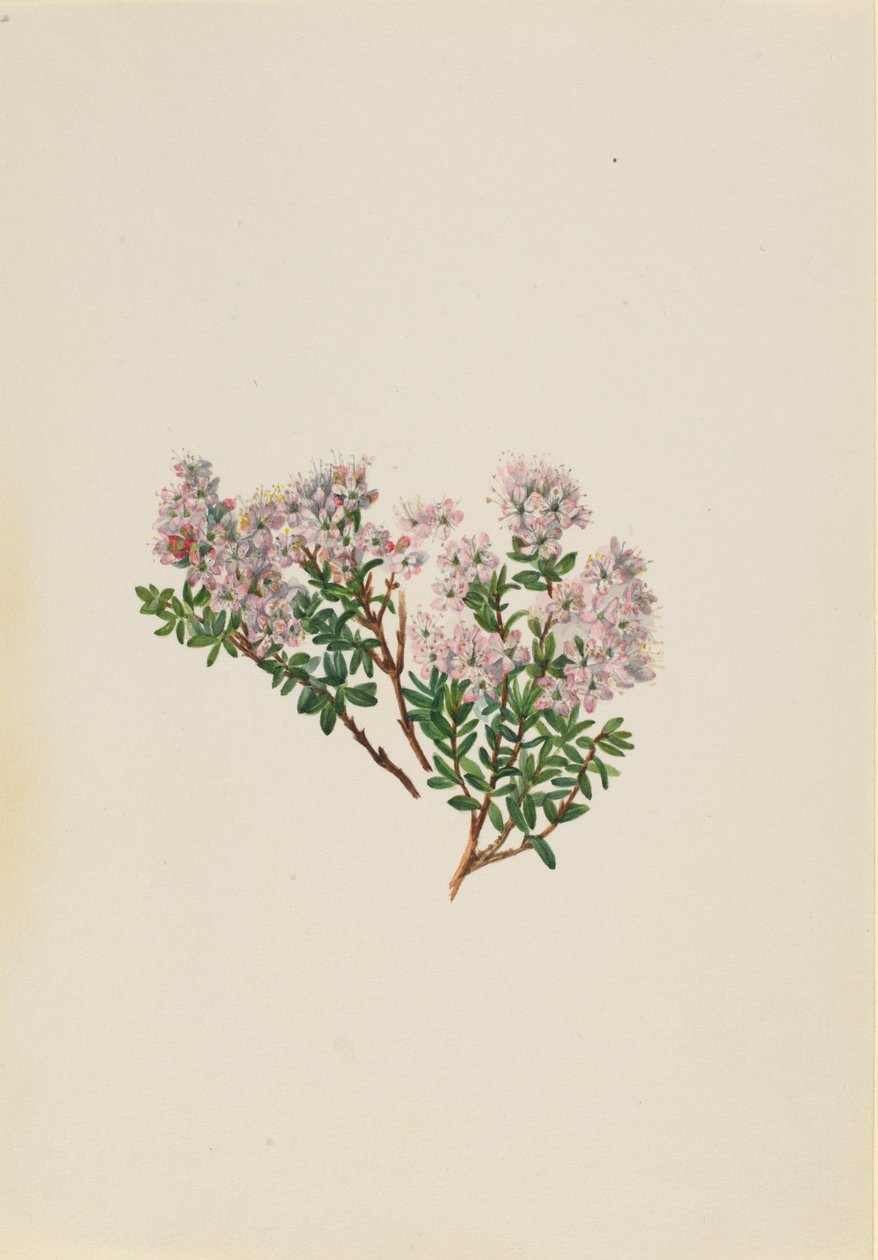 Sandmyrten (Leiophyllum lyoni) av Mary Vaux Walcott