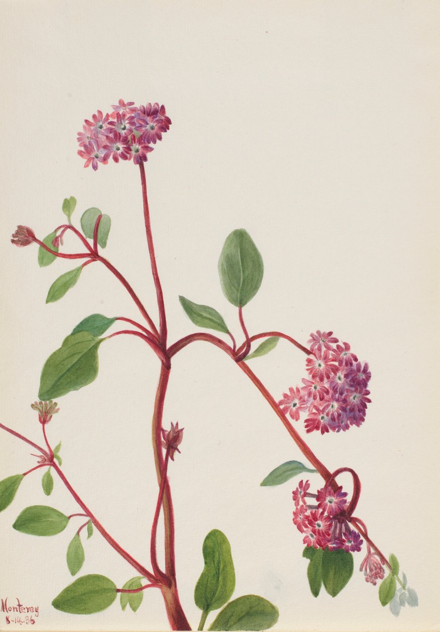 Sandverbena (Abronia umbellata) av Mary Vaux Walcott