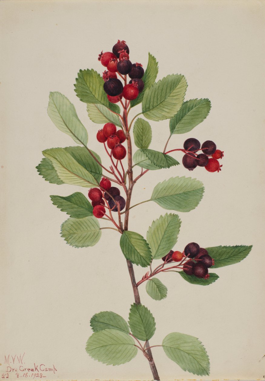 Saskatoon (Amelanchier alnifolia) av Mary Vaux Walcott