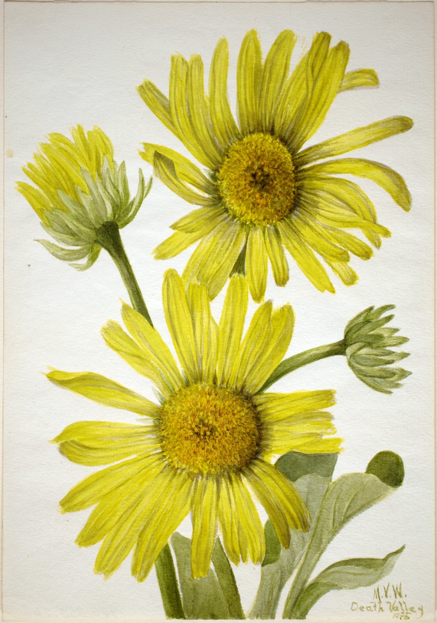 Satinbladig gullviva (Enceliopsis covillei) av Mary Vaux Walcott