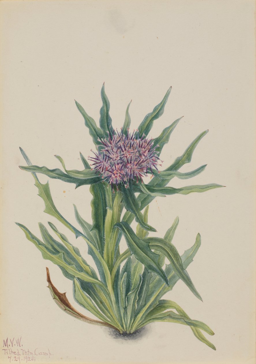 Saussurea (Saussurea densa) av Mary Vaux Walcott