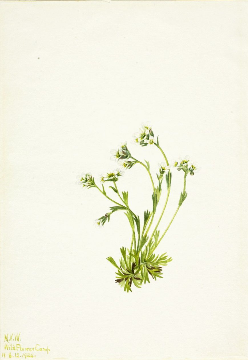 Saxifrage (Saxifraga caespitosa) av Mary Vaux Walcott