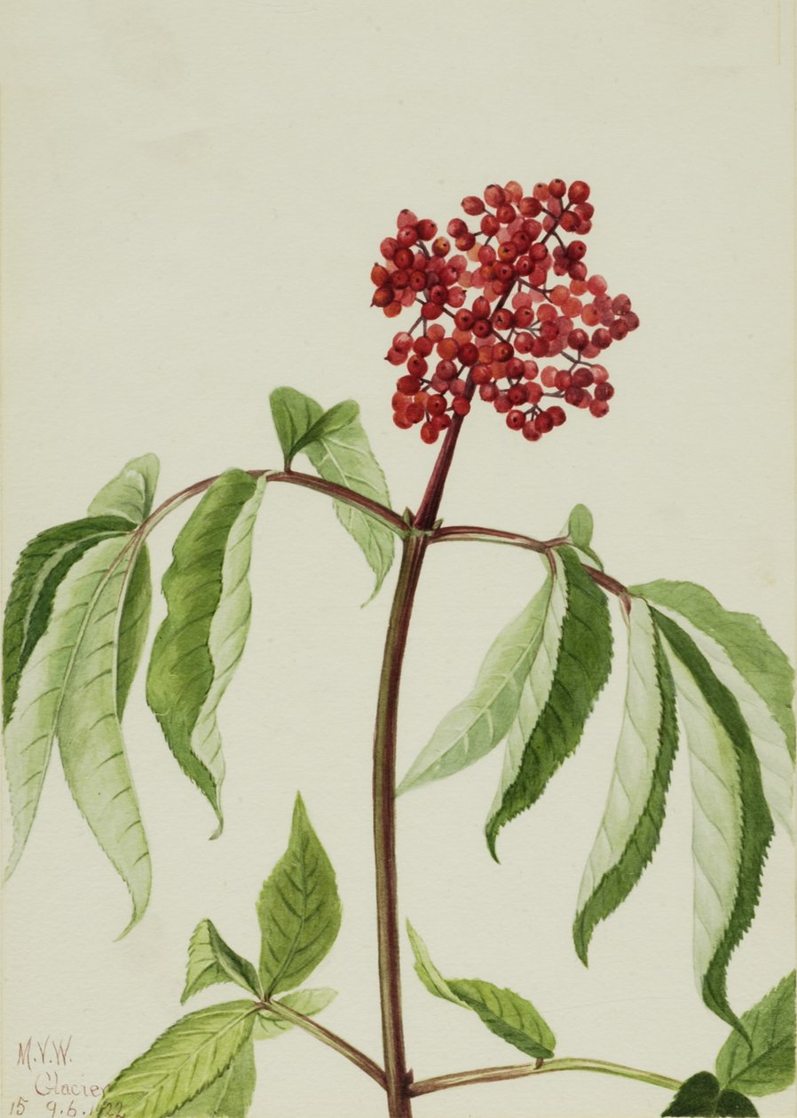 Scarlet Elder Sambucus pubens, 1922. av Mary Vaux Walcott