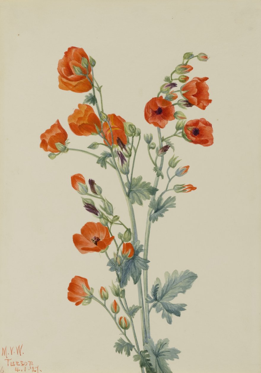 Sphaeralcea grossulariaefolia (scharlakansröd klövermalva) av Mary Vaux Walcott