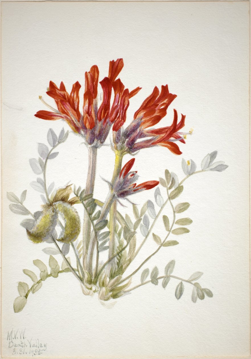 Scharlakansröd loco (Astragalus coccineus) av Mary Vaux Walcott