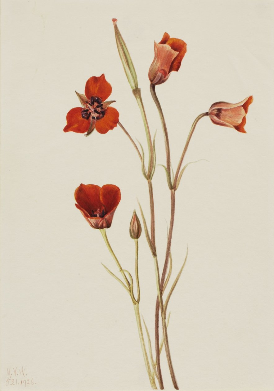 Scharlakansröd mariposa (Calochortus kennedyi) av Mary Vaux Walcott