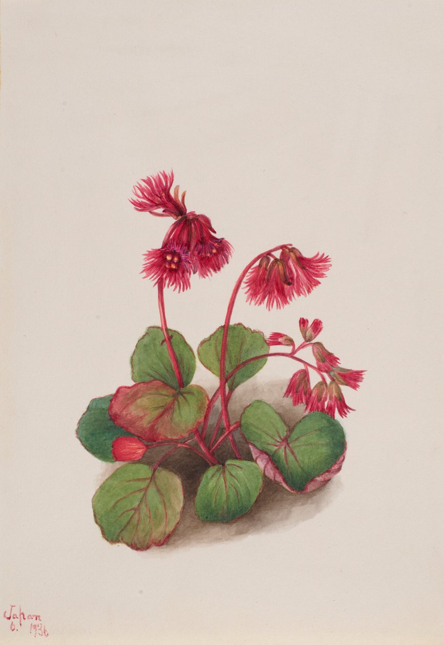 Schizocodon soldanelloides av Mary Vaux Walcott
