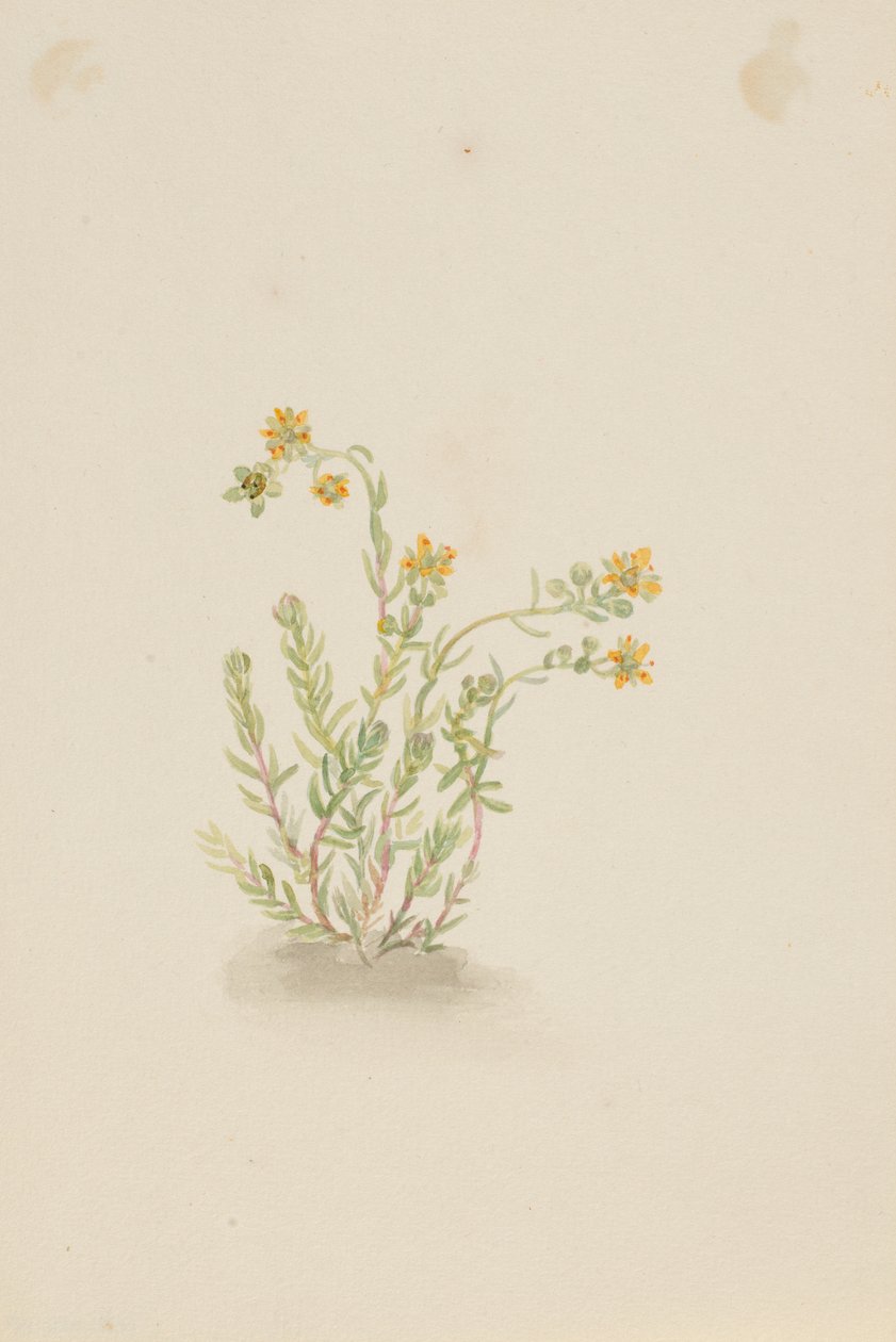 Sedum stenopetalum av Mary Vaux Walcott