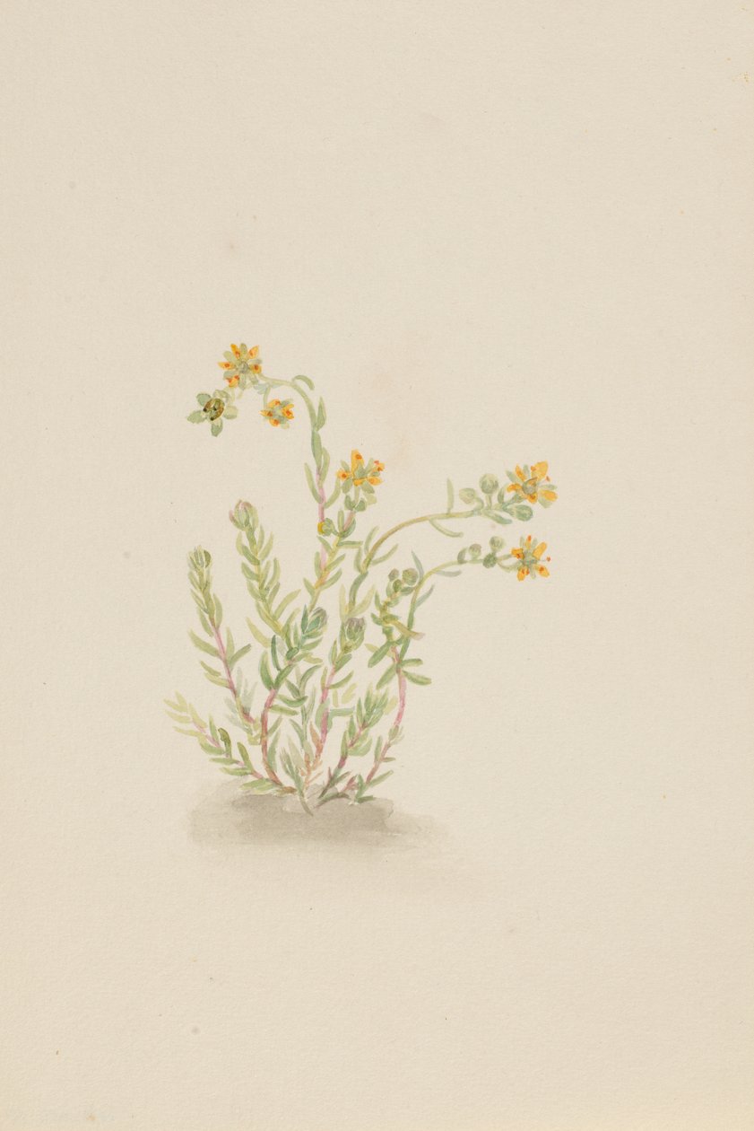 Stenopetal växt, ca. 1917-1918. av Mary Vaux Walcott